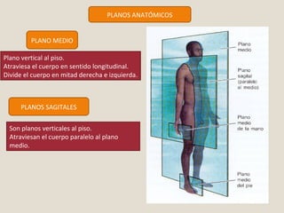 PLANOS ANATÓMICOS 
PLANO MEDIO 
Plano vertical al piso. 
Atraviesa el cuerpo en sentido longitudinal. 
Divide el cuerpo en mitad derecha e izquierda. 
PLANOS SAGITALES 
Son planos verticales al piso. 
Atraviesan el cuerpo paralelo al plano 
medio. 
 