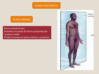 PLANOS ANATÓMICOS 
PLANO CORONAL 
Plano vertical al piso. 
Atraviesa el cuerpo de forma perpendicular 
al plano medio. 
Divide al cuerpo en parte anterior y posterior. 
 