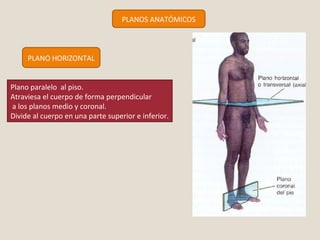 PLANOS ANATÓMICOS 
PLANO HORIZONTAL 
Plano paralelo al piso. 
Atraviesa el cuerpo de forma perpendicular 
a los planos medio y coronal. 
Divide al cuerpo en una parte superior e inferior. 
 