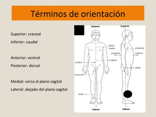 Términos de orientación 
Superior: craneal 
Inferior: caudal 
Anterior: ventral 
Posterior: dorsal 
Medial: cerca al plano sagital 
Lateral: alejado del plano sagital 
 