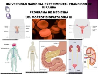 UNIVERSIDAD NACIONAL EXPERIMENTAL FRANCISCO DE
MIRANDA
PROGRAMA DE MEDICINA
UC: MORFOFISIOPATOLOGIA III
 