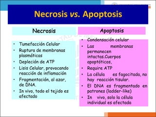 Necrosis vs. Apoptosis
• Condensación celular
• Las membranas
permanecen
intactas.Cuerpos
apoptóticos,
• Require ATP
• La célula es fagocitada, no
hay reacción tisular.
• El DNA es fragmentado en
patrones (ladder-like)
• In vivo, solo la célula
individual es afectada
• Tumefacción Celular
• Ruptura de membranas
plasmáticas
• Depleción de ATP
• Lisis Celular, provocando
reacción de inflamación
• Fragmentación, al azar,
de DNA.
• In vivo, todo el tejido es
afectado
Necrosis Apoptosis
 