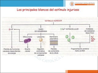 Los principales blancos del estímulo injurioso
 