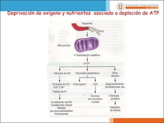Deprivación de oxígeno y nutrientes asociado a depleción de ATP
 