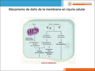 Mecanismo de daño de la membrana en injuria celular
 