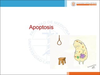 Apoptosis
 