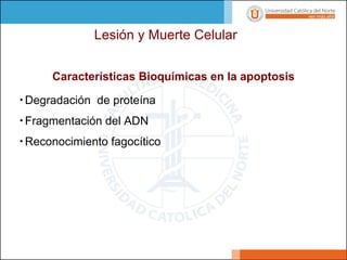 Lesión y Muerte Celular
Características Bioquímicas en la apoptosis
•Degradación de proteína
•Fragmentación del ADN
•Reconocimiento fagocítico
 