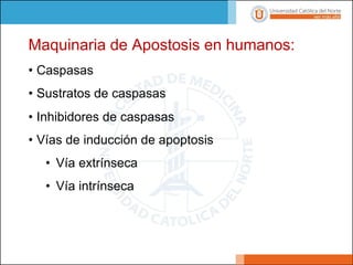 Maquinaria de Apostosis en humanos:
• Caspasas
• Sustratos de caspasas
• Inhibidores de caspasas
• Vías de inducción de apoptosis
• Vía extrínseca
• Vía intrínseca
 