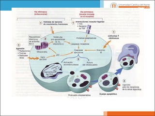 Clase I necrosis y daño celular celular
