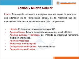 Lesión y Muerte Celular
Causas de Lesión Celular
- Hipoxia. Ej: Isquemia, envenenamiento por CO
- Agentes físicos. Trauma temperaturas extremas, shock eléctrico
- Agentes químicos y fármacos. Ej: Pérdida de integridad membrana,
inhibición enzimática.
- Agentes infecciosos
- Reacciones inmunológicas
- Desequilibrios nutricionales. Falta de vitaminas
- Desequilibrios endócrinos
Injuria: Todo agente, endógeno o exógeno, que sea capaz de promover
una alteración de la Homeostasis celular, de tal magnitud que los
mecanismos adaptativos sean insuficiente para compensarlos.
 