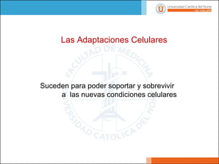 Las Adaptaciones Celulares
Suceden para poder soportar y sobrevivir
a las nuevas condiciones celulares
 