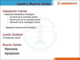 Lesión y Muerte Celular
Adaptación Celular
• Adaptación Metabólica Fisiológica
• Aumento de la actividad celular
• Disminución de la actividad celular
• Alteración de la morfología celular
• Adaptación Estructural Fisiológica .
Lesión Subletal
Tumefacción celular
Muerte Celular
Necrosis
Apoptosis
 