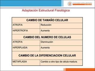 Adaptación Estructural Fisiológica
 