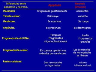Diferencias entre
apoptosis y necrosis.
Apoptosis
Necrosis
(Oncosis)
Programada genéticamente Accidental.
Se mantiene Se rompe
Disminuye aumenta
Se preservan Se desintegran
Fragmentación del DNA
tardía
fragmentos
grandes
.
En cuerpos apoptóticos
rodeados por membrana
Son reconocidos
y fagocitados
Los contenidos
de los orgánulos
se liberan
Inducen
inflamación local.
Membrana.
Tamaño celular
Orgánulos.
Temprana
fragmentos
oligonucleosomales
Fragmentación celular
Restos celulares
Mecanismo
 