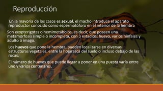 Reproducción
En la mayoría de los casos es sexual, el macho introduce el aparato
reproductor conocido como espermatóforo en el interior de la hembra
Son exopterigotas o hemimetábolos, es decir, que poseen una
metamorfosis simple o incompleta, con 3 estadios: huevo, varios ninfales y
adulto o imago.
Los huevos que pone la hembra, pueden localizarse en diversas
estructuras vegetales, entre la hojarasca del suelo o incluso debajo de las
rocas.
El número de huevos que puede llegar a poner en una puesta varía entre
uno y varios centenares.
 