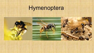 Hymenoptera
 