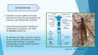  Consiste en una cadena nerviosa
ventral en forma de una escalera de
cuerda y una formación cerebral
 Controla los procesos fisiológicos
sensoriales y motores, así como
el sistema endocrino.
 El sistema nervioso central consiste
de un cerebro colocado en la cabeza
encima del esófago, un ganglio
subesofágico conectado al cerebro
por dos comisuras
Sistema Nervioso
Ilustración: El Cedazo 2016
 