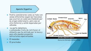  Podría considerarse como un tubo con
zonas diferentes según las funciones
que ocurren en cada una (también por
su origen embrionario, pero eso es
otra historia) y están separadas por
válvulas.
 La parte delantera,
o estomodeo trata de retriturar el
alimento que ha entrado por la boca y
para ello pueden presentar
estructuras especializadas.
 El mesodeo
 El proctodeo
Aparato Digestivo
Ilustración:Germán Garnero 2021
 