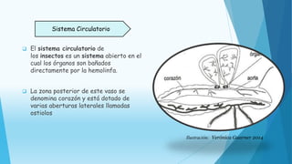  El sistema circulatorio de
los insectos es un sistema abierto en el
cual los órganos son bañados
directamente por la hemolinfa.
 La zona posterior de este vaso se
denomina corazón y está dotado de
varias aberturas laterales llamadas
ostiolos
Sistema Circulatorio
Ilustración: Verónica Guarner 2014
 