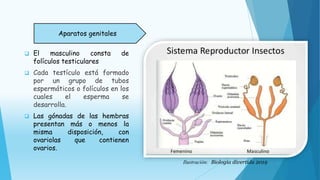  El masculino consta de
folículos testiculares
 Cada testículo está formado
por un grupo de tubos
espermáticos o folículos en los
cuales el esperma se
desarrolla.
 Las gónadas de las hembras
presentan más o menos la
misma disposición, con
ovariolas que contienen
ovarios.
Aparatos genitales
Ilustración: Biología divertida 2019
 