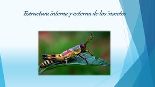Estructurainternay externade los insectos
 