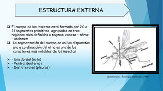 ESTRUCTURA EXTERNA
 El cuerpo de los insectos está formado por 20 o
21 segmentos primitivos, agrupados en tres
regiones bien definidas o tagmas: cabeza – tórax
– abdomen.
 La segmentación del cuerpo en anillos dispuestos
uno a continuación del otro es uno de los
caracteres más notables de los insectos
 • Una dorsal (noto)
 • Ventral (externo)
 • Dos laterales (pleuras)
Ilustración: Zoología Agricola 1980
 