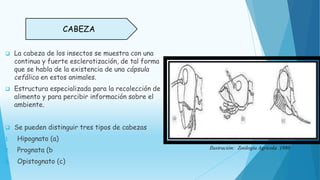  La cabeza de los insectos se muestra con una
continua y fuerte esclerotización, de tal forma
que se habla de la existencia de una cápsula
cefálica en estos animales.
 Estructura especializada para la recolección de
alimento y para percibir información sobre el
ambiente.
 Se pueden distinguir tres tipos de cabezas
1. Hipognato (a)
2. Prognata (b
3. Opistognato (c)
CABEZA
Ilustración: Zoología Agricola 1980
 