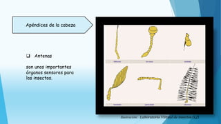 Apéndices de la cabeza
 Antenas
son unos importantes
órganos sensores para
los insectos.
Ilustración: Laboratorio Virtual de insectos (s,f)
 