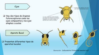  Hay dos tipos de órganos
fotoreceptores como los
ojos compuestos y los ojos
simples u ocelos
Ojos
Aparato Bucal
 Presentan diferentes tipos de
aparatos bucales
Ilustración: Laboratorio Virtual dei nsectos (s,f)
 
