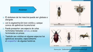 El abdomen de los insectos puede ser globoso o
alargado
 con la segmentación bien visible y, aunque
carece de apéndices locomotores
 Puede presentar una especie de colas
terminales llamadas cercos, a veces
terminados en pinzas.
 También son visibles en algunas especies los
apéndices sexuales, especialmente
el ovopositor de algunas hembras.
Abdomen
Ilustración: Laboratorio Virtual de insectos (s,f)
 