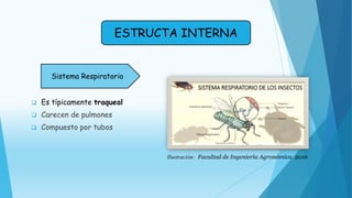  Es típicamente traqueal
 Carecen de pulmones
 Compuesto por tubos
ESTRUCTA INTERNA
Sistema Respiratorio
Ilustración: Facultad de Ingeniería Agronómica 2016
 
