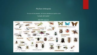 Phyllum Arthropoda
Proviene del latín insectus , del término insecāre que significa cortar
“cortado del medio”
900.000 especies
 