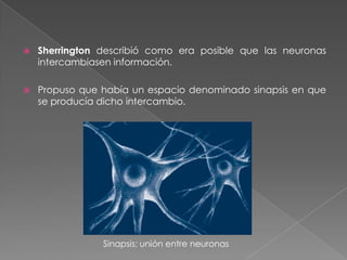 Fundadores de la neurologíaEl mayor desarrollo se produjo a partir del conocimiento de la estructura del tejido cerebral que fue posible gracias a Santiago Ramón y Cajal, que se conoce como teoría de la neurona.Demostró que el tejido cerebral estaba constituido por células independientes en vez de una sola estructura unitaria  y que no estaban conectadas físicamente unas con otras.El conocimiento de que los organismos más desarrollados tenían a la vez mayor número de conexiones neuronales. La conectividad era más importante para determinar la inteligencia.