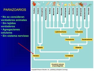 PARAZOARIOS
• No se consideran
verdaderos animales
• Sin tejidos
verdaderos
• Agregaciones
celulares
• Sin sistema nervioso
 