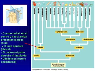 • Cuerpo radial: en el
centro y hacia arriba
presentan la boca
(oral)
y el lado opuesto
(aboral)
• Si cabeza ni parte
derecha ni izquierda
• Diblásticos (ecto y
endodermo)
 