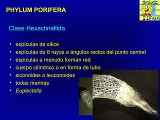 Clase Hexactinellida
• espículas de sílice
• espículas de 6 rayos a ángulos rectos del punto central
• espículas a menudo forman red
• cuerpo cilíndrico o en forma de tubo
• siconoides o leuconoides
• todas marinas
• Euplectella
PHYLUM PORIFERA
 