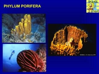 PHYLUM PORIFERA
 