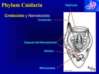 Phylum CnidariaPhylum Cnidaria
Cnidocisto y Nematocisto
Cnidocilio
Opérculo
Mitocondria
Capsula del Nematocisto
Núcleo
 