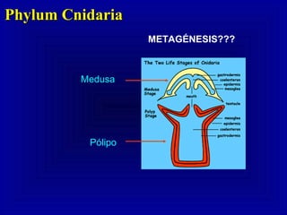 Pólipo
Medusa
Phylum CnidariaPhylum Cnidaria
METAGÉNESIS???
 