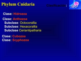 Phylum CnidariaPhylum Cnidaria Clasificación:
Clase: Hidrozoa
Clase: Anthozoa
Subclase: Octocorallia
Subclase: Hexacorallia
Subclase Ceriantipatharia
Clase: Cubozoa
Clase: Scyphozoa
 