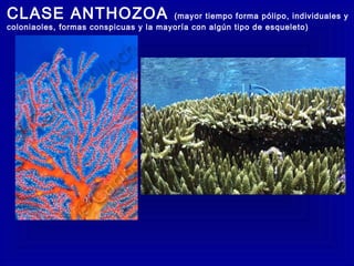 CLASE ANTHOZOA (mayor tiempo forma pólipo, individuales y
coloniaoles, formas conspicuas y la mayoría con algún tipo de esqueleto)
 