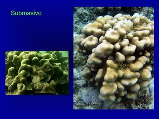 Submasivo
 