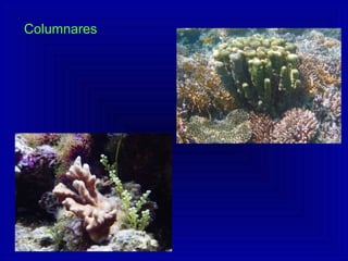 Columnares
 