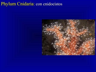 Phylum CnidariaPhylum Cnidaria:: con cnidocistoscon cnidocistos
 