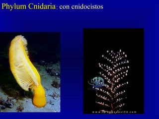 Phylum CnidariaPhylum Cnidaria:: con cnidocistoscon cnidocistos
 