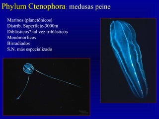 Phylum CtenophoraPhylum Ctenophora:: medusas peinemedusas peine
Marinos (planctónicos)
Distrib. Superficie-3000m
Diblásticos? tal vez triblásticos
Monómorficos
Birradiados
S.N. más especializado
 