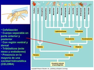 • Cefalización
• Cuerpo separable en
parte anterior y
posterior
• Con región ventral y
dorsal
• Triblásticos (ecto
meso y endodermo)
• Presencia en la
mayoría de una
cavidad hidrostática
(CELOMA)
 
