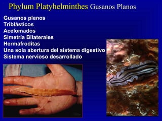 Phylum PlatyhelminthesPhylum Platyhelminthes Gusanos PlanosGusanos Planos
Gusanos planos
Triblásticos
Acelomados
Simetría Bilaterales
Hermafroditas
Una sola abertura del sistema digestivo
Sistema nervioso desarrollado
 