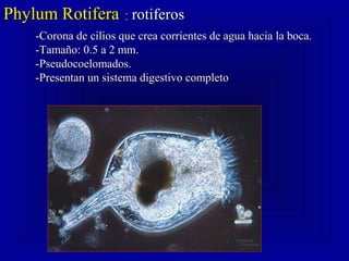 Phylum RotiferaPhylum Rotifera :: rotiferosrotiferos
-Corona de cilios que crea corrientes de agua hacia la boca.-Corona de cilios que crea corrientes de agua hacia la boca.
-Tamaño: 0.5 a 2 mm.-Tamaño: 0.5 a 2 mm.
-Pseudocoelomados.-Pseudocoelomados.
-Presentan un sistema digestivo completo-Presentan un sistema digestivo completo
 