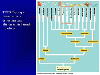 TRES Phyla queTRES Phyla que
presentan unapresentan una
estructura paraestructura para
alimentación llamadaalimentación llamada
Lofoforo.Lofoforo.
 